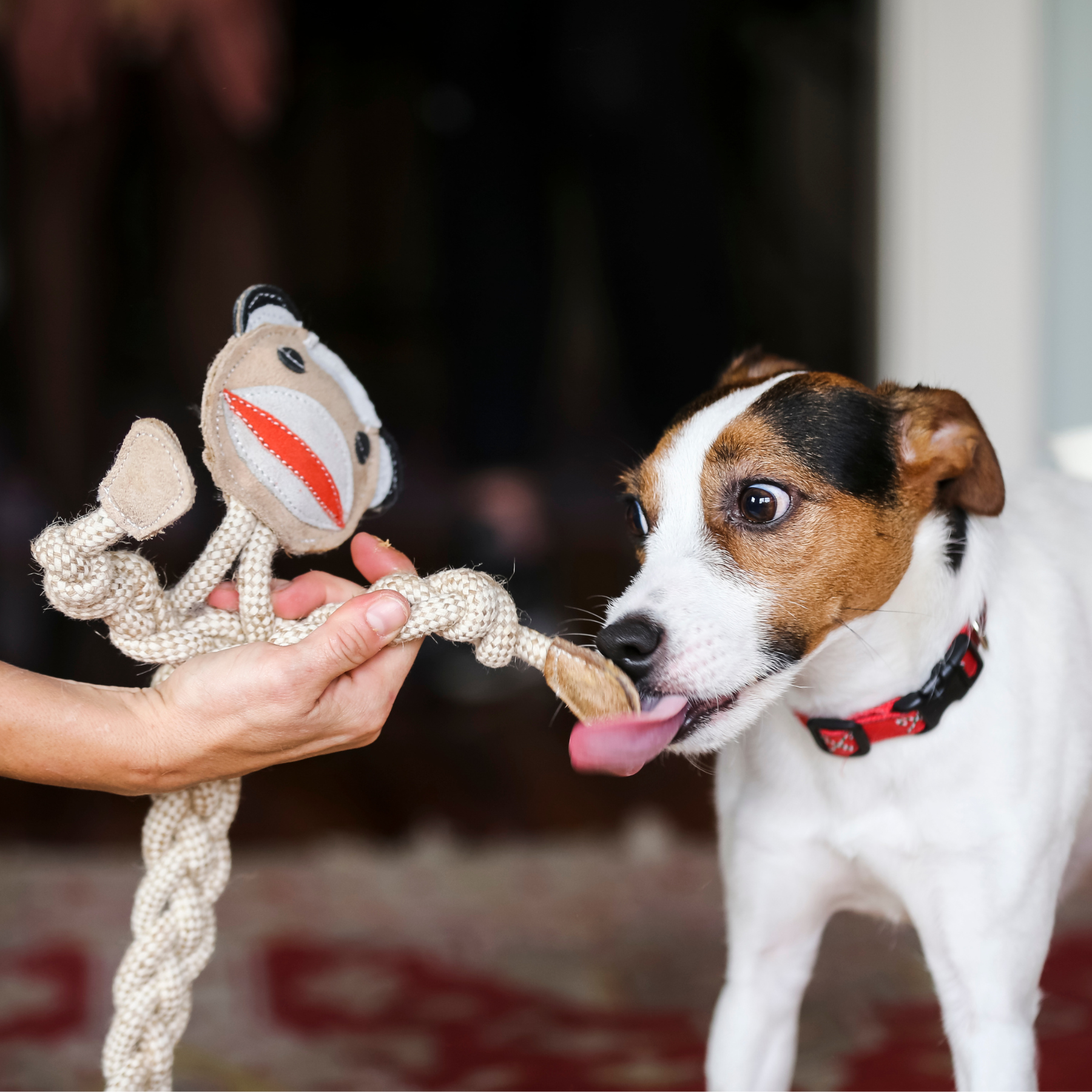 Stuey Sock Monkey Natural Rope Knottie® Dog Toy, Large (9mm rope diameter)