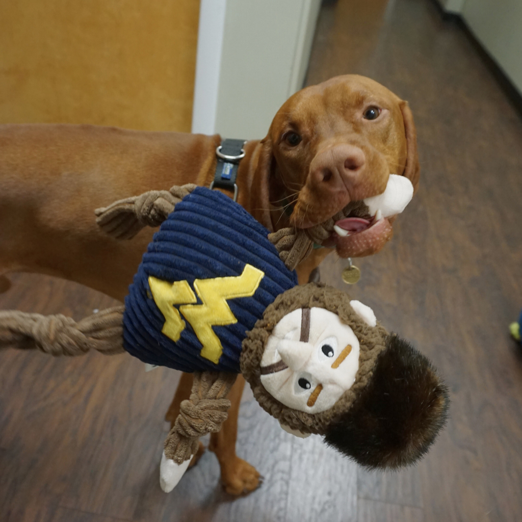 NCAA West Virginia University, Mountaineer Knottie® Plush Dog Toy