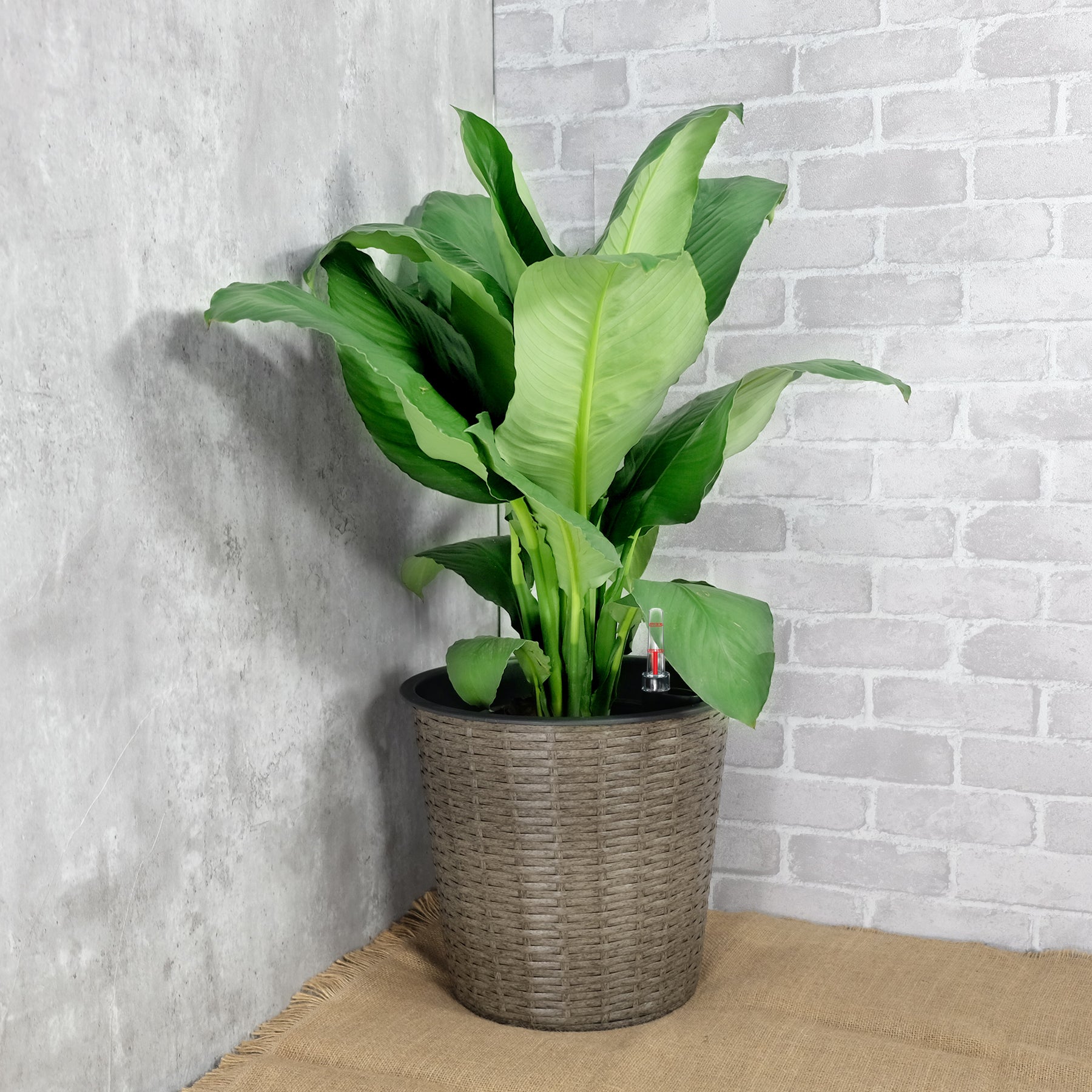 13.4' Self-watering Wicker Decor Planter for Indoor and Outdoor - Round - Natural