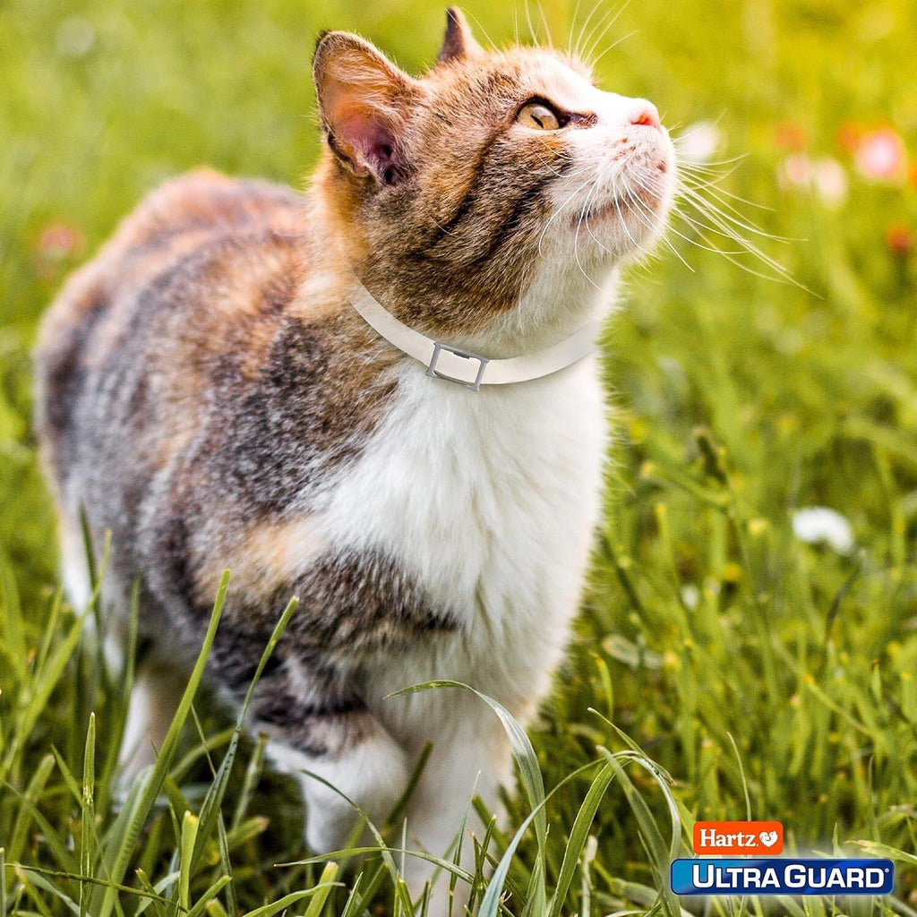 Protect Your Feline Friend with Hartz Ultraguard Flea & Tick Collar - Fresh Scented & Long-Lasting Protection for Cats & Kittens