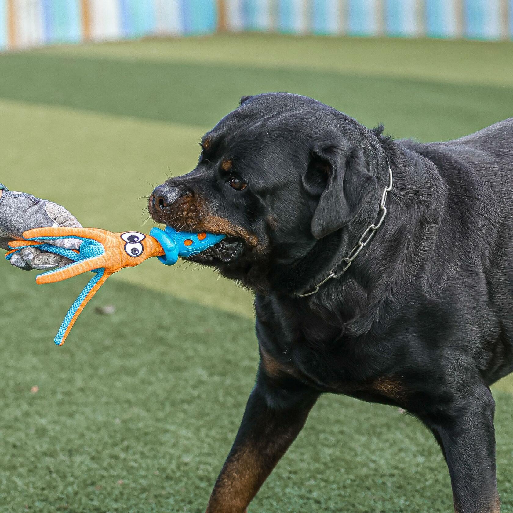 Qonline Squid Shaped Squeaky Dog Toy TPR Material Orange Interactive Play