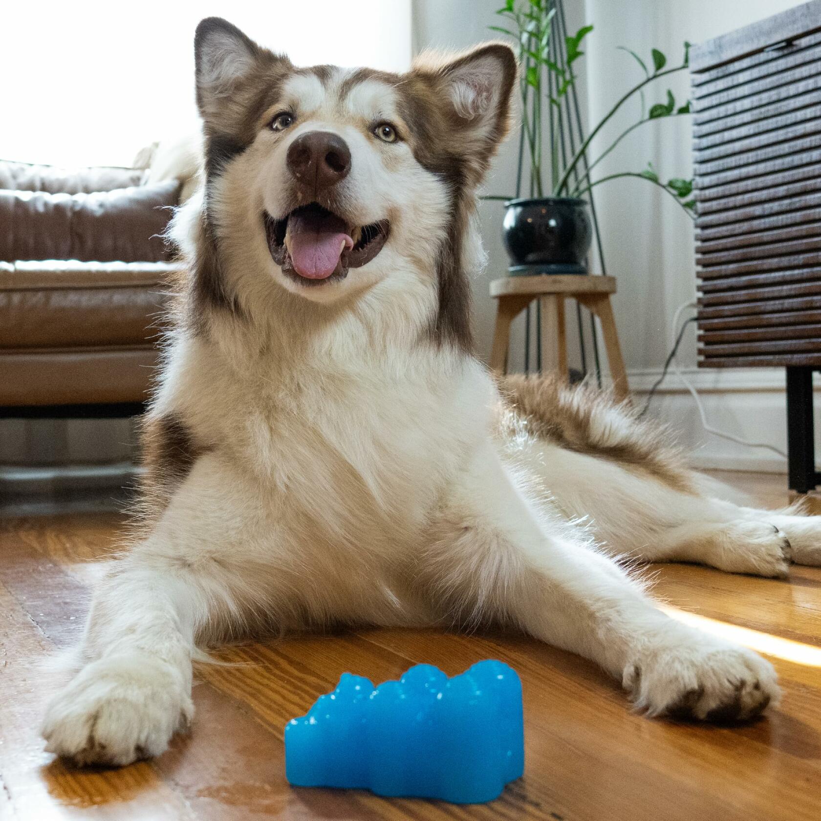 Outward Hound Gummiez Bear Dog Toy & Treat Stuffer 4.7" Blue Raspberry